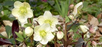 gara-2019-11-18-Noticia