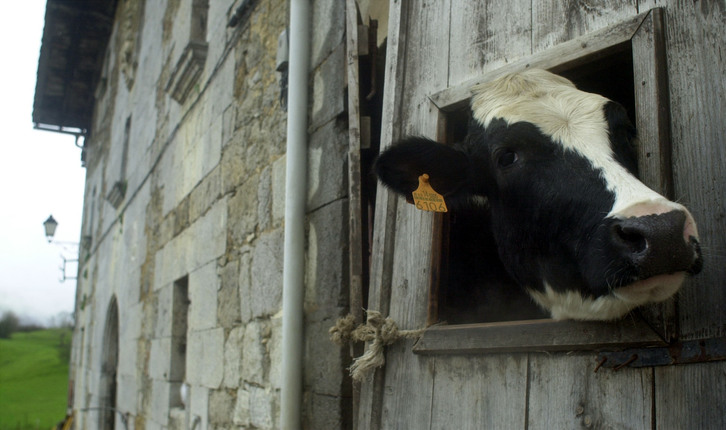 Una vaca de una pequeña explotación rural ajena a los hechos. (Jagoba MANTEROLA/FOKU) 
