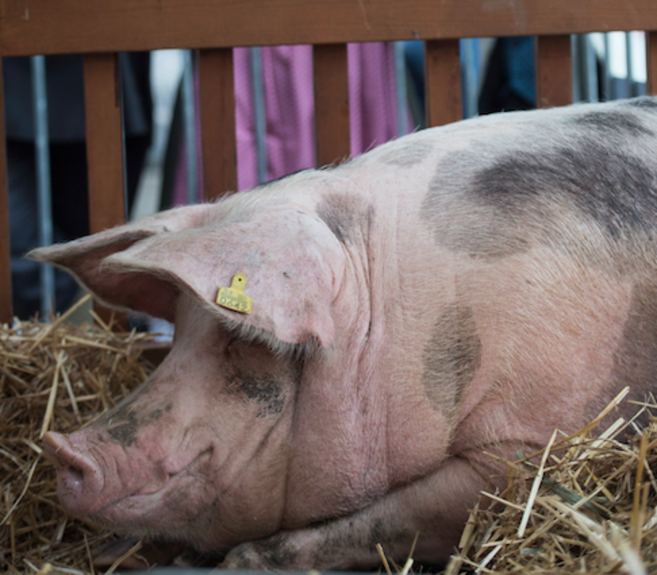 La cerda Ximona ha sido el centro de atención en la Consti. (Juan Carlos RUIZ I FOKU)