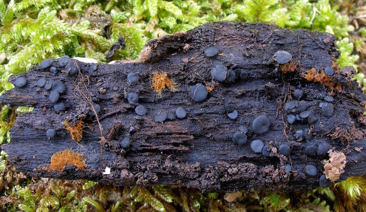 El hongo descubierto en Pagoeta, denominado «Pseudosclorococcum golindoi». (ARANZADI)