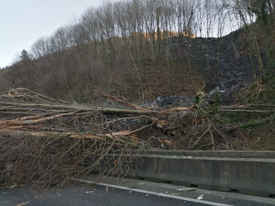 Árboles sobre la calzada.  (@112_SOSDeiak)