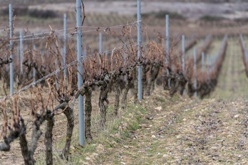 Viñedos en Rioja alavesa. (Juanan RUIZ |AFP)