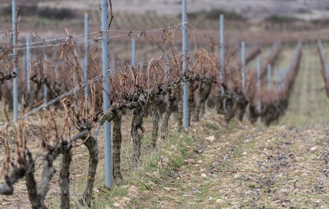 https://www.naiz.eus/media/asset_publics/resources/000/680/392/news_landscape/rioja.jpg