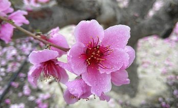 gara-2020-03-20-Noticia