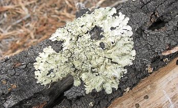 gara-2020-03-27-Noticia