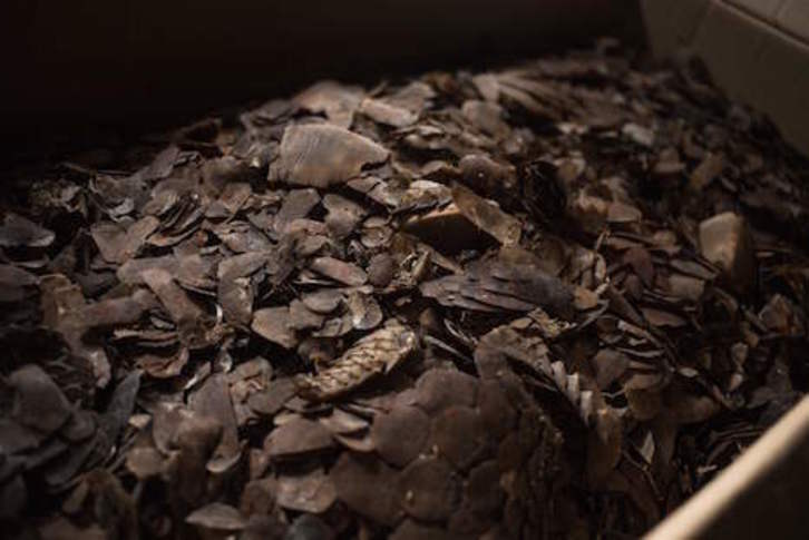 Escamas de pangolín africano que son utilizadas ilegalmente en el mercado farmacéutico asiático. (Florent VERGNES/AFP)