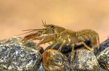 gara-2020-04-03-Noticia