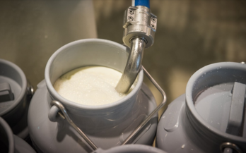 Le lait de brebis sera-t-il collecté en avril ?