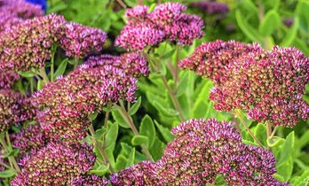 gara-2020-04-08-Noticia