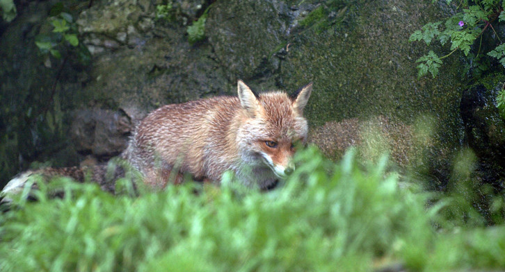 Gurelur denuncia que en Nafarroa «se matan miles de zorros».   (Jon HERNAEZ I FOKU)