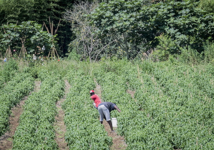 El manifiesto destaca que los huertos de autoconsumo son «uno de los pilares de la soberanía alimentaria». (Gorka RUBIO/FOKU)