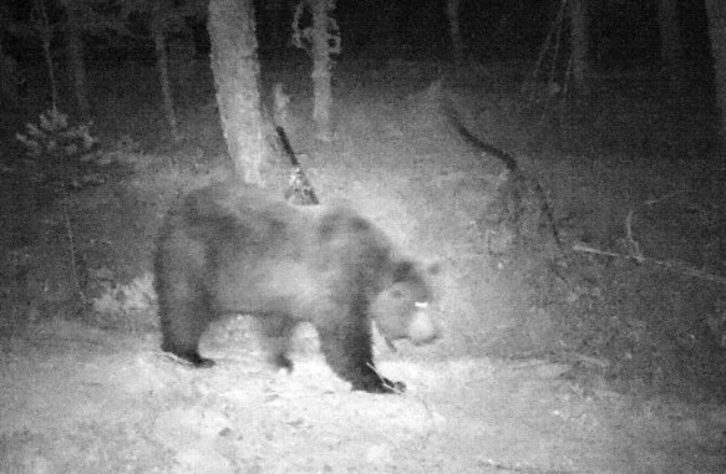 Uno de los ejemplares localizados en el Pirineo navarro. (Gobierno de Nafarroa)
