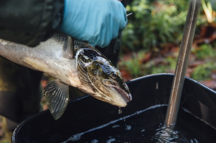 El ‘lehendabiziko’ ha sido capturado en el río Oria. (gipuzkoa.eus)