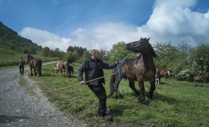 Apertura de los pastos guipuzcoanos en 2018. (Jon URBE/FOKU)
