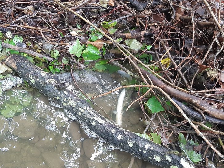 Anguilas que han aparecido muertas en Arkaitzerreka. (@AgurtzaneSola))