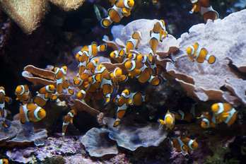 El Aquarium de Donostia estrena nueva web donde se podrá conocer mejor el mundo marino. (Jon URBE I FOKU)
