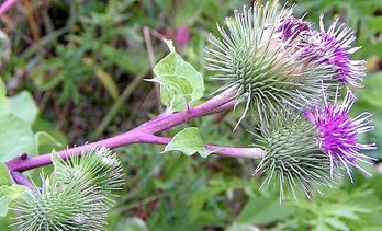 gara-2020-05-22-Noticia