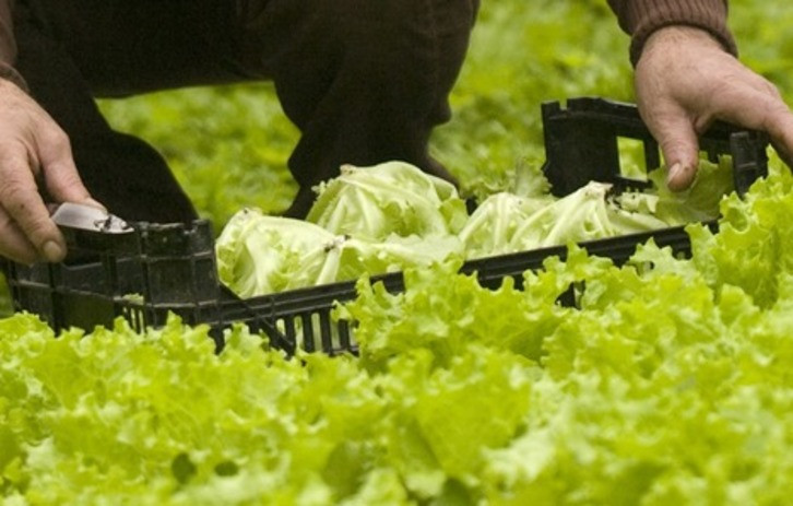 Un informe apunta que el sector agroalimentario navarro afronta reforzado la crisis de la covid-19.