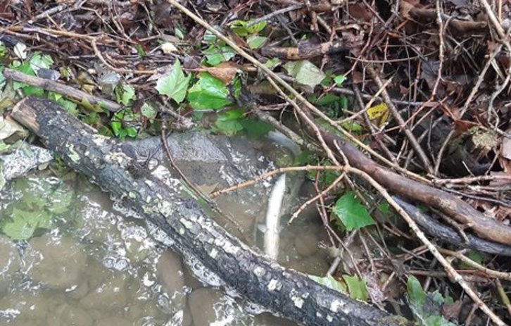 Anguilas muertas en el río Arkaitzerreka como consecuencia del vertido de la incineradora de Zubieta (@AgurtzaneSola)