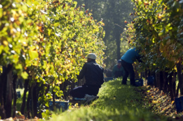 Vendimiadores trabajando en una viña. (Luis Jauregialtzo I FOKU)