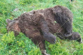 Iaz hartzainek hartzen erasoak salatzeko Baionan eginiko protesta. (Guillaume FAUVEAU)