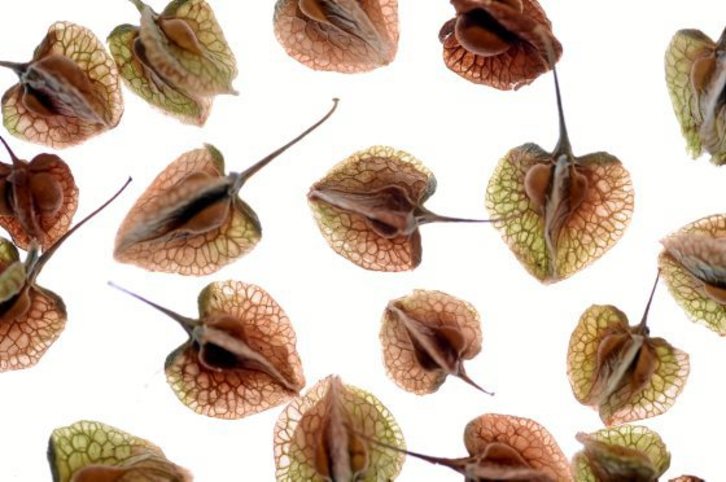 Uztaoaren haziek irudi ikusgarriak utzi dituzte osasun krisi honetan.