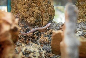 gara-2020-06-14-Noticia