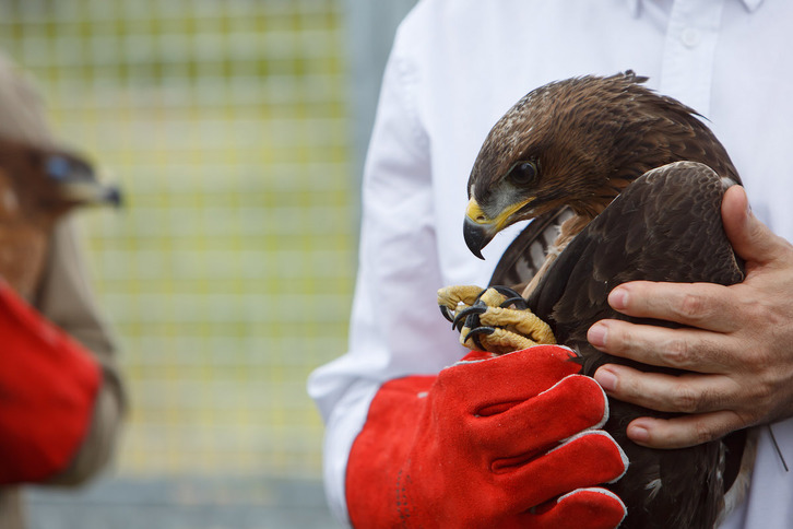 El macho de águila al que han nombrado como Uriz. (Gobierno de Nafarroa)