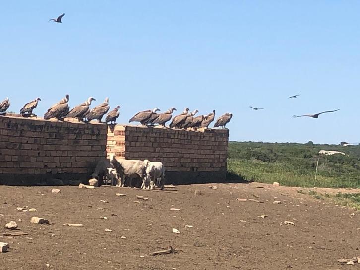 Putreen ugaritzea arazo bihurtu dela nabarmendu du EHNE-Nafarroak, abereei eraso egiten hasi direlako. (EHNE-NAFARROA)