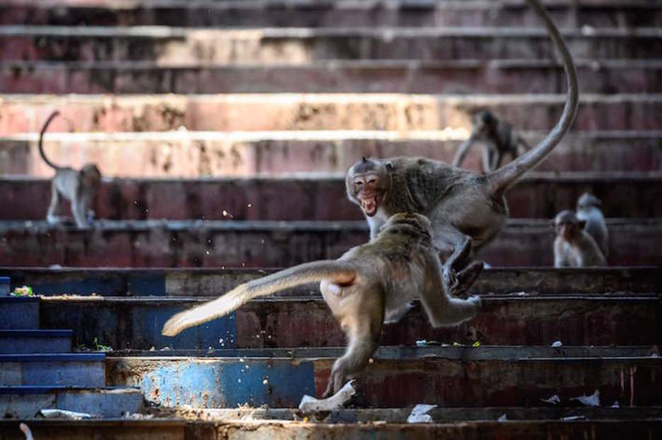 Bi tximino, borrokan. (Mladen ANTONOV/AFP)