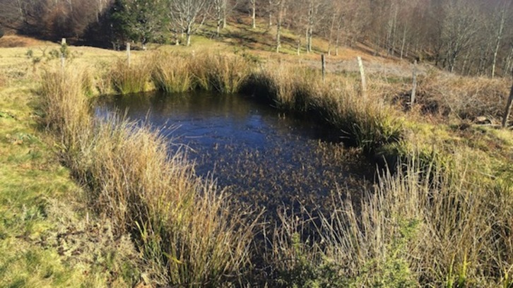 Igantziko putzua, Errenterian sortu berri direnetako bat. (Aranzadi)