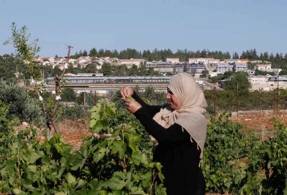 Emakume palestinar batek mahatsak biltzen Gugs Etzion kolonia sionistak mehatxatzen duen Khirbet Zakariah herrian. (Hazem BADER/AFP)