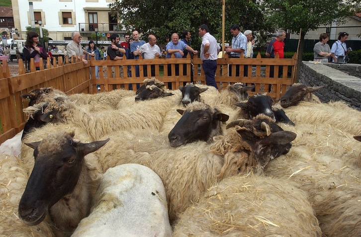 Gazta Eguna en Idiazabal. En la imagen, ovejas de la raza latxa. (Juan Carlos RUIZ/FOKU)