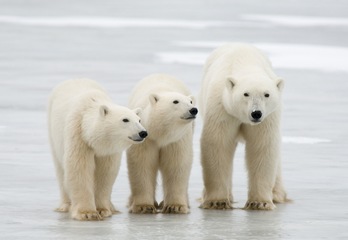 El cambio climático está matando de hambre a los osos polares, según una investigación. (B.J. KIRSCHHOFFER/AFP)