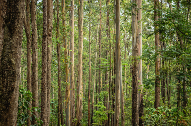 Imagen de una plantación de eucaliptos. (GETTY IMAGES)