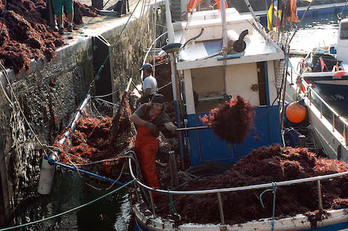 Arrantzaleak alga gorria jasotzen Donostiako portuan. Juan Carlos RUIZ