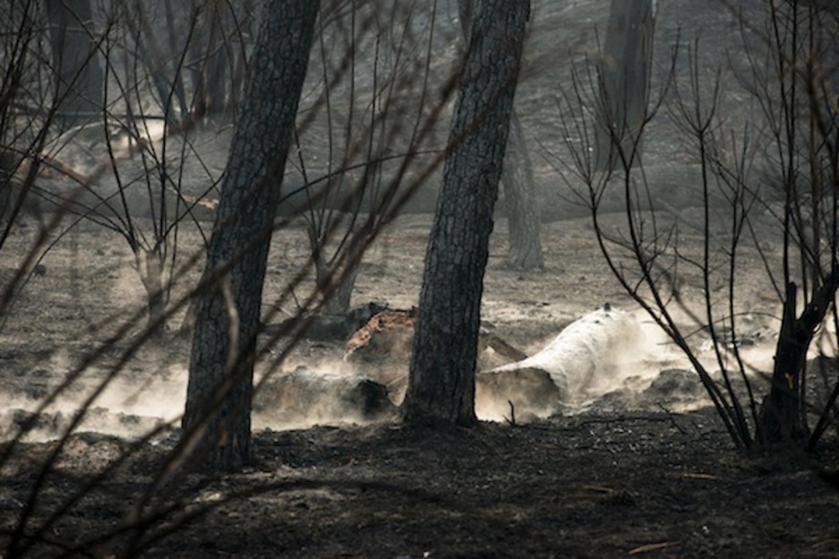 Horrela geratu da suak erre duen basoa. (Guillaume FAUVEAU/FOKU)