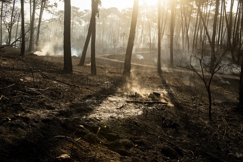 Le sol de la forêt est couvert d'un tapis de cendres. © Guillaume FAUVEAU