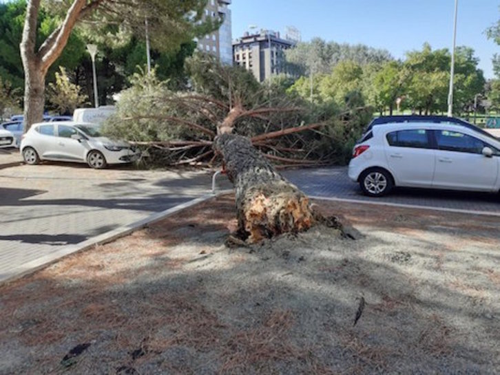 Imagen del árbol que ha caído sobre varios vehículos aparcados en la calle La Rioja de Iruñea. (POLICÍA MUNICIPAL DE IRUÑEA)