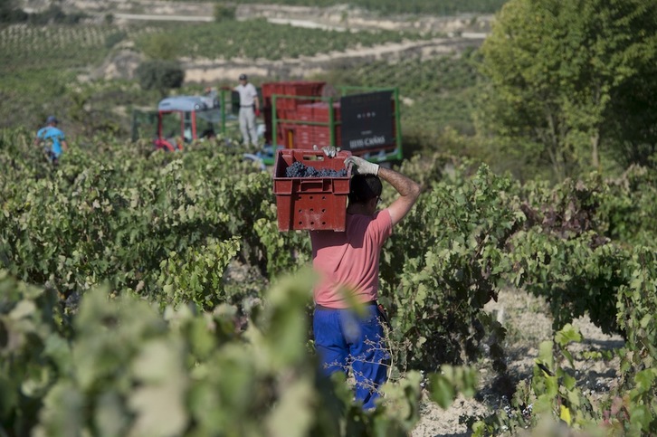 Arabako Errioxako sasoikako langile bat, artxiboko irudia. (Iñigo URIZ/FOKU)