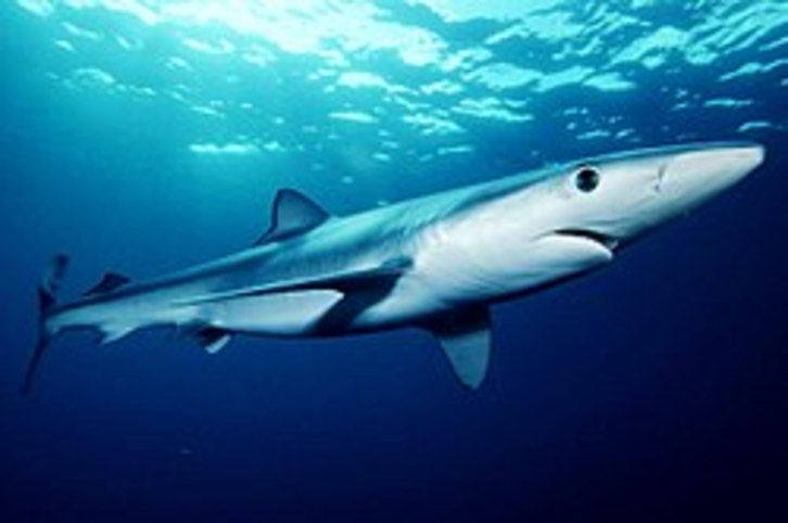 Un tiburón tintorera como el que supuestamente campaba por La Concha. (WIKIMEDIA)