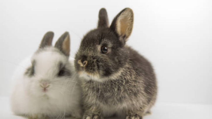 Conejos y otros animales sufren lesiones en la experimentación de cosméticos. (GETTY)