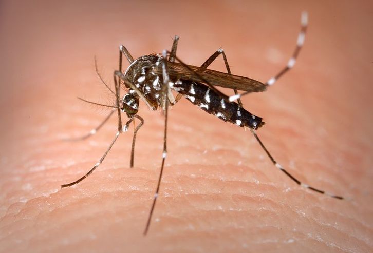 Mosquito tigre o Aedes albopictus. (NAIZ)