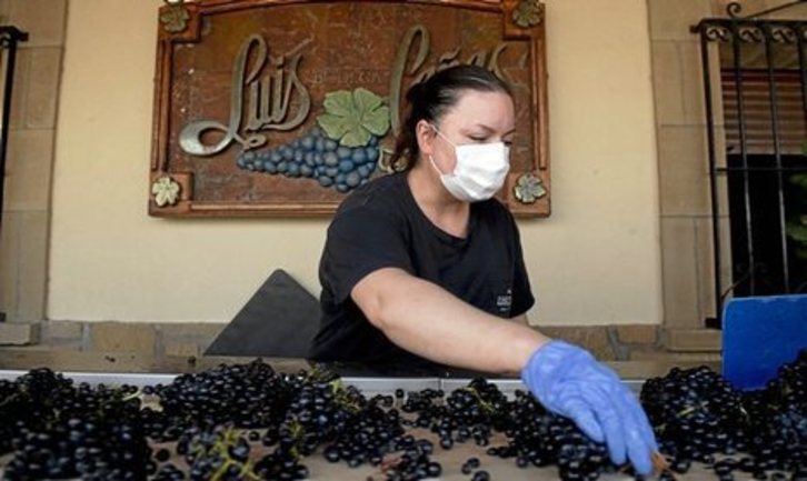 Una trabajadora de Luis Cañas controla las uvas en una de las tolvas. (Raúl BOGAJO/FOKU)