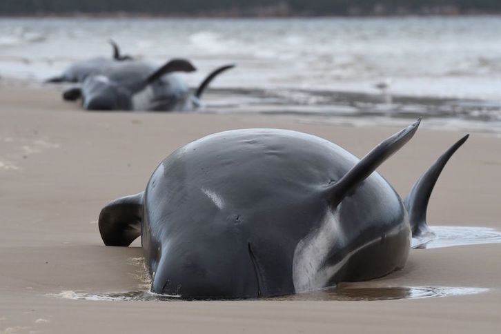 Algunas de las ballenas varadas. (Broodie WEEDING | AFP)