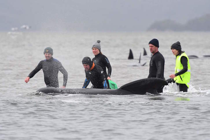 Los servicios de rescate tratan de salvar a unas 30 ballenas. (Brodie WEEDING / AFP)