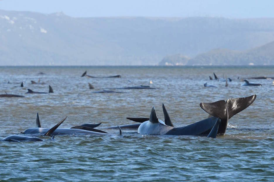 380 ballenas han muerto frente a las costas de Tasmania. (AFP)