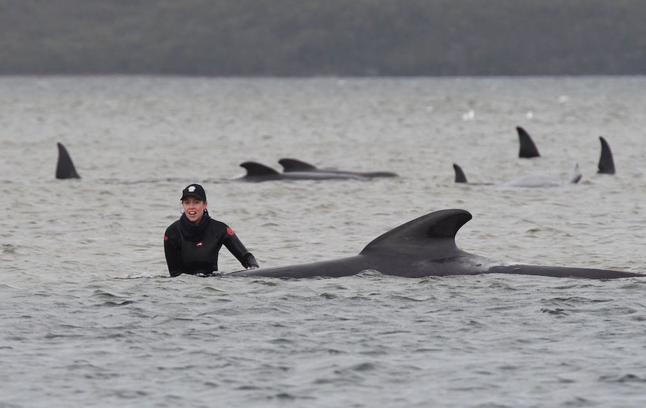 Los servicios de rescate tratan de salvar a unas 30 ballenas. (Brodie WEEDING / AFP)