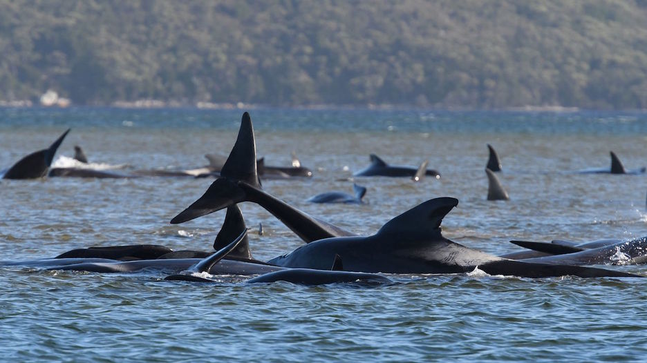 Al parecer, habrían seguido a dos ballenas desorientadas. (AFP)