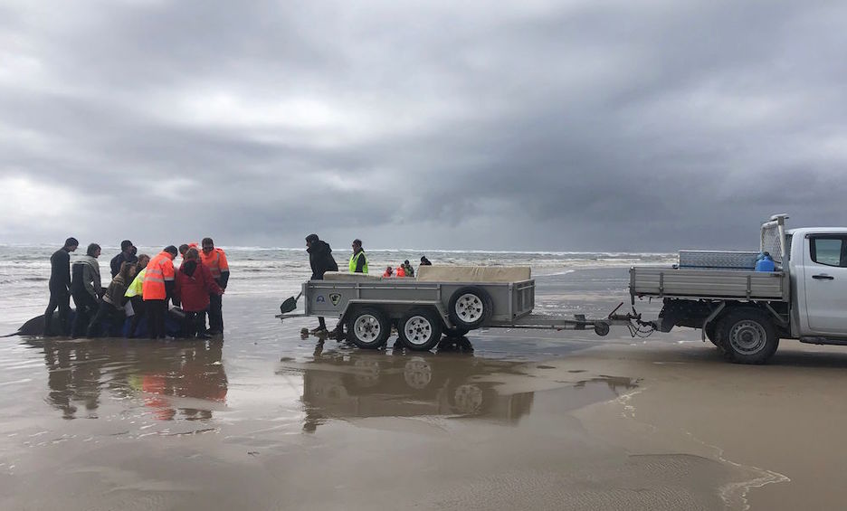 Además de salvar a las supervivientes, tratan de retirar los restos. (AFP)